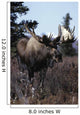 Bull Moose Wall Mural