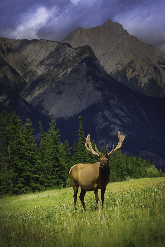 Wildlife In The Mountains Wall Mural