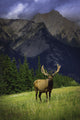 Wildlife In The Mountains Wall Mural