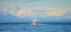 Humpback Whale Tail Wall Decal