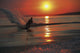 Waterskiing At Sunset Wall Mural