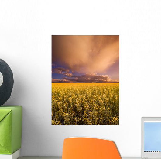 Sunset On A Canola Field Wall Mural