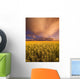Sunset On A Canola Field Wall Mural