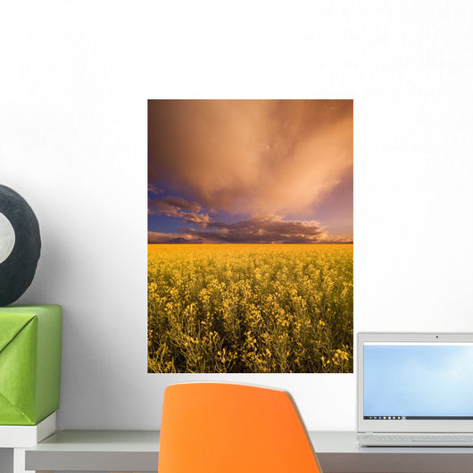 Sunset On A Canola Field Wall Mural
