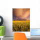 Sunset On A Canola Field Wall Mural
