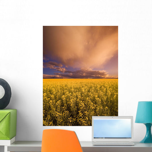 Sunset On A Canola Field Wall Mural