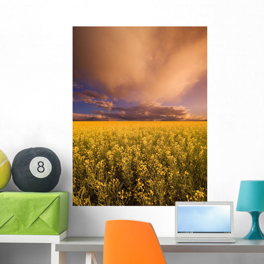 Sunset On A Canola Field Wall Mural