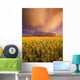 Sunset On A Canola Field Wall Mural