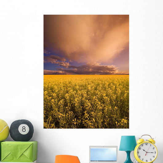 Sunset On A Canola Field Wall Mural