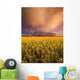 Sunset On A Canola Field Wall Mural