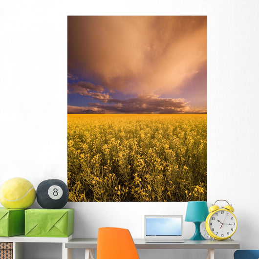 Sunset On A Canola Field Wall Mural
