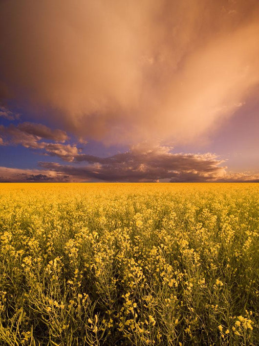 Sunset On A Canola Field Wall Mural