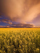 Sunset On A Canola Field Wall Mural