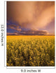 Sunset On A Canola Field Wall Mural