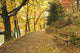Autumn Forest and Path