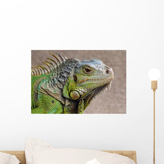 Iguana Profile Wall Mural