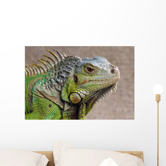 Iguana Profile Wall Mural