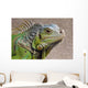 Iguana Profile Wall Mural