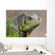 Iguana Profile Wall Mural