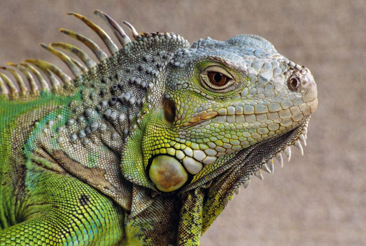 Iguana Profile Wall Mural