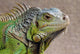 Iguana Profile Wall Mural