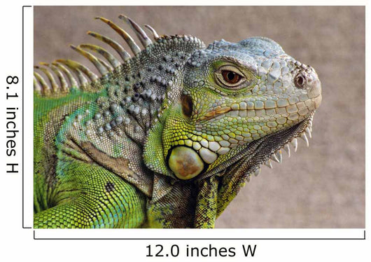 Iguana Profile Wall Mural