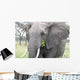 Elephant Tarangire Wall Mural