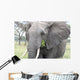 Elephant Tarangire Wall Mural