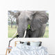 Elephant Tarangire Wall Mural