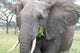 Elephant Tarangire Wall Mural