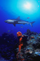 Caribbean Reef Shark Wall Mural