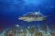 Lemon Shark Wall Mural