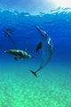 Atlantic Spotted Dolphins In The Bahamas Wall Mural