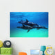 Atlantic Spotted Dolphins Wall Mural