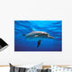 Atlantic Spotted Dolphin Wall Mural