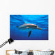 Atlantic Spotted Dolphin Wall Mural