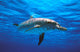 Atlantic Spotted Dolphin Wall Mural