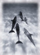 Atlantic Spotted Dolphins Wall Mural
