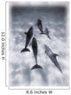 Atlantic Spotted Dolphins Wall Mural