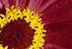 Detail Of The Inside Of A Flower Wall Mural