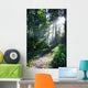 Sunlight Through Trees, Ecola State Park, Oregon, Usa Wall Mural