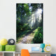 Sunlight Through Trees, Ecola State Park, Oregon, Usa Wall Mural