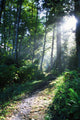 Sunlight Through Trees, Ecola State Park, Oregon, Usa Wall Mural