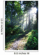 Sunlight Through Trees, Ecola State Park, Oregon, Usa Wall Mural