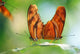 Two Butterflies On A Leaf Wall Mural