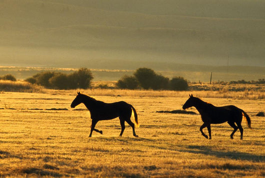 Silhouetted Horses Running Wall Mural
