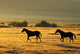 Silhouetted Horses Running Wall Mural