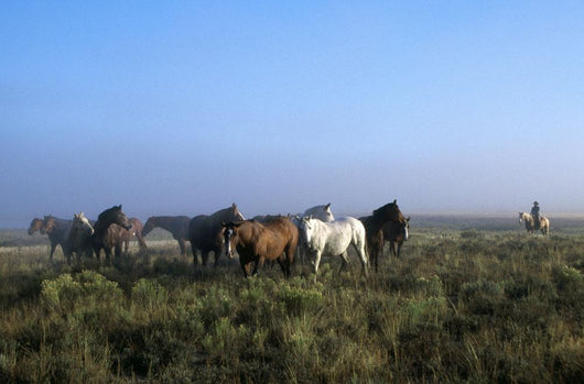 Herd Of Horses And Cowboy On Horseback Wall Mural