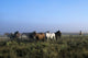 Herd Of Horses And Cowboy On Horseback Wall Mural