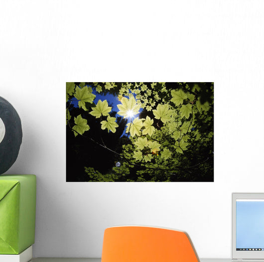 Sunlight Through Maple Leaves Wall Mural